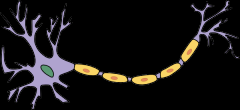 name cell body, dendrites, axon