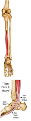 

Flexes toes 2 - 5; also helps in plantar flexion of ankle