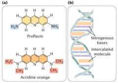 -induced mutation
-acridine orange, ethidium bromide, proflavin = intercalating agents that cause frameshift mutations (much more severe)