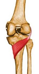

Rotates knee medially and flexes the knee joint