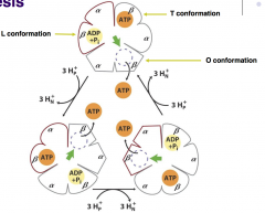 1. Rotational catalysis is the process which the F1 subunit of ATP synthase uses to phosphorylate ATP.


2. The F1 domains 3 alpha-beta heterodimers work in unison. At any one time there is an ATP molecule bound to one of the heterodimers. One ADP...