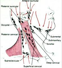 Located in the occipital triangle and follow the course of the spinal accessory nerve.