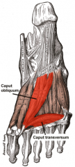 Oblique head: cuboid, lat cunieform, base of 2 &3  metatarsal bones
Tranverse head:

plantar metatarsophalangeal ligaments of the 3-5 digits and from the transverse ligament of the metatarsus