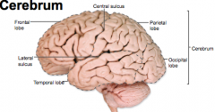 5
Frontal lobe
parietal lobe
temporal lobe
occipital lobe
insula lobe