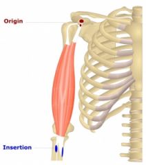 Origin: (short head) coracoid process of humerus; (long head) supraglenoid tubercle


Insertion: radial tuberosity


Action: flexes & supinates forearm; flexes arm