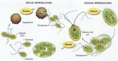 Asexual reproduction occurs when environmental conditions are normal.
1) The adult undergoes mitosis after absorbing flagellum. 
2) Zoospores form flagella and burst out.
 
Sexual reproduction occurs when conditions are not ideal.
3) 2 different...