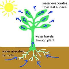 Water vapour comes from the sea and lakes but also plants.