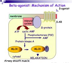 Stimulate the beta-2 receptors on lung epithelium


Increase in cAMP 


Activates protein kinase A


Phosphorylates MLCK (myosin light chain kinase) 


Relaxation of airway smooth muscle 