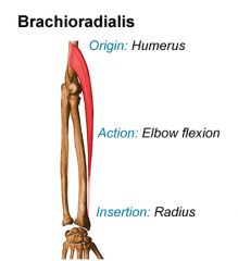 Origin: lateral supercondylar ridge of humerus


Insertion: styloid process of radius


Action: flexes forearm