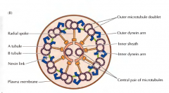 È o axonema. É composto por nove pares de microtubulos em anel rodeando um par de microtubulos. Os pares do anel estão fundidos, cendo compostos por um tubulo A e um tubulo B. Os pares do anel radial estão unidos ao anel central e unidos ent...