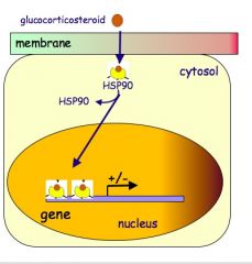 Steroids are lipophilic so can pass through membrane


Steroid binds GR (glucocorticoid receptor) which is bound to a heat shock protein (HSP90)


HSP90 transfers the glucocorticosteroid in its GR receptor to the nucleus of the cell.


Once inside...