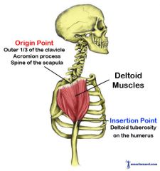 Origin: embraces insertion of trapezius; acromial end of clavicle; spine & acromion of scapula


Insertion: deltoid tuberosity of humerus


Action: arm abduction