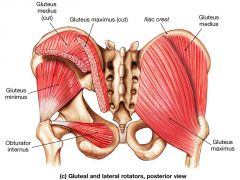 Origin: dorsal ilium; sacrum; coccyx


Insertion: gluteal tuberosity & iliotibial band


Action: extends & laterally rotates thigh