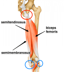 Origin: ischial tuberosity


Insertion: medial condyle of tibia


Action: extends & medially rotates thigh; flexes knee