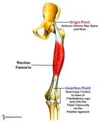 Origin: anterior inferior iliac spine


Insertion: patella & tibial tuberosity via patellar ligament


Action: extends leg, flexes thigh