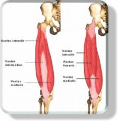 Origin: interochanteric line; linea aspera


Insertion: patella & tibial tuberosity via patellar ligament


Action: extends leg/knee