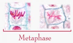 Sister chromatids align along the metaphase plate.
