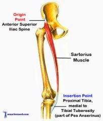 Origin: anterior superior iliac spine


Insertion: medial condyle of tibia


Action: flexes leg; flexes, abducts, & laterally rotates thigh