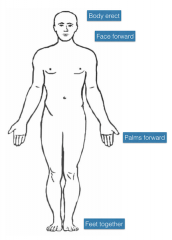 patient is standing erect, arms at the side, palms facing forward. This is position of reference when terms of direction and location are used. 
