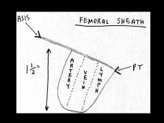 THE FEMORAL NERVE IS NOT FOUND IN THE SHEATH

(it lies lateral next to femoral artery outside sheath)