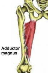 Action: adducts & laterally rotates thigh