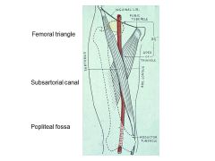 The Femoral artery, Femoral Vein, and saphenous nerve all pass through which canal?
