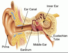 - Oval shaped membrane , that separates external ear from the middle ear


- Aka ear drum and has ossicles attached , 
transmits sound waves to inner ear