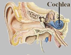 - transforms the vibrations of the cochlear liquids and
 associated structures into a neural signal


(AKA receptors for sound)


- These messages are then passed to the
 auditory nerve and carried up to the brain.