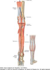 Tibial Nerve
Plantarflex foot