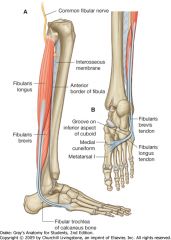 Superficial Fibular nerve! (L5, S1, S2)
(Fibularis Longus, Fibularis Brevis)
Everts Foot