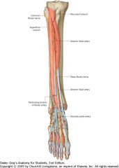 Deep Fibular Nerve! (L5, S1)
(Tibialis Anterior, Extensor Hallucis Longus, Extensor Digitorum Longus, Fibularis Tertius)
dorsiflex foot, extend toes