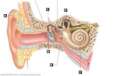 Identify the Cochlea (inner ear)  and function?