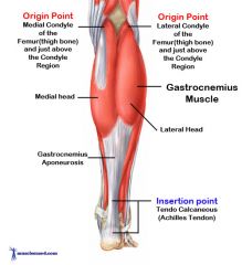 Origin: medial condyle of femur; lateral condyle of femur


Insertion: calcaneus via calcaneal tendon


Action: plantar flexes foot; flexes leg/knee