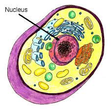 What is the function of the nucleus in a cell?
