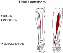 Origin: lateral condyle & proximal shaft of tibia


Insertion: medial cuneiform & 1st metatarsal bone


Action: dorsiflexion & eversion of foot