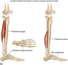Action: plantar flexion of foot; eversion of foot