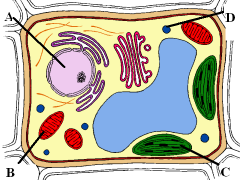 What type of cell is shown?