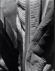 Imogen Cunningham, 1929 , "Banana Plant" Gelatin Silver Print


California Modern 
(modernism)