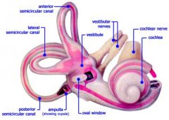 what is ampulla?