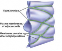 São junções entre proteínas transmembranares do lado externo da membrana que envolvem as células. São formadas por occludina, claudina e JAMs.