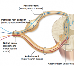 cell bodies are in the anterior horn
axons are within the anterior root