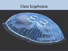                                                             Scyphozoa