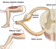 The simplest of all reflexes  
No interneurons 
The stretch reflex is an example (patellar or knee-jerk reflex)