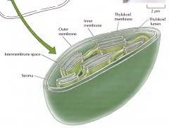 Entre as duas membranas exteriores e inetriores existe espaço intermembranar, o estroma dentro da membrana interior mas fora da membrana tilacoidal