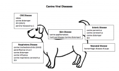 CAV1, CNS and enteric disease


CAV2, respiratory disease