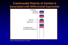 Describe the SEPARATION of somites during their formation process...