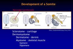 Initially the cells of the somites are pluripotential; however, as development proceeds 
different regions of the somites become committed to a particular fate due to factors secreted 
by the surrounding tissues. At the end of week 4 as the somi...