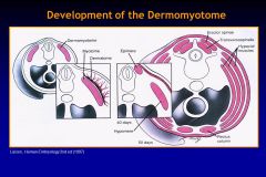 The dermomyotome is what remains of the somite after the sclerotome (future vertebral column) migrates... then the dermomyotome further divides to dermatome & myotome--> epimere and hypomere... what do all those become?