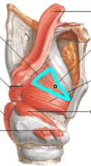 What is the highlighted muscle?