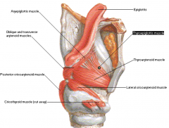 Thyroepiglottic muscle